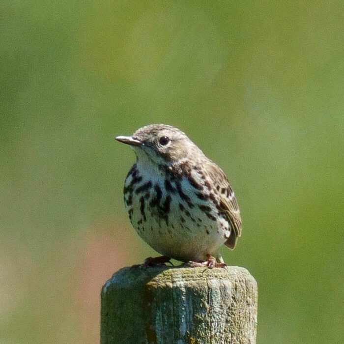 Ängspiplärka
