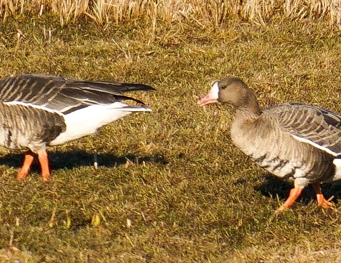 Bläsgås