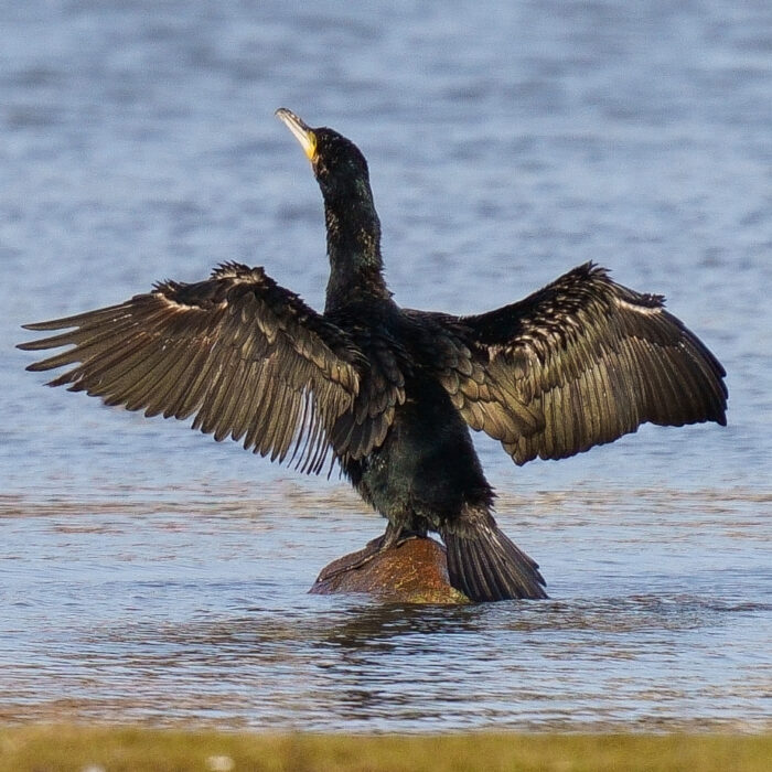 Storskarv