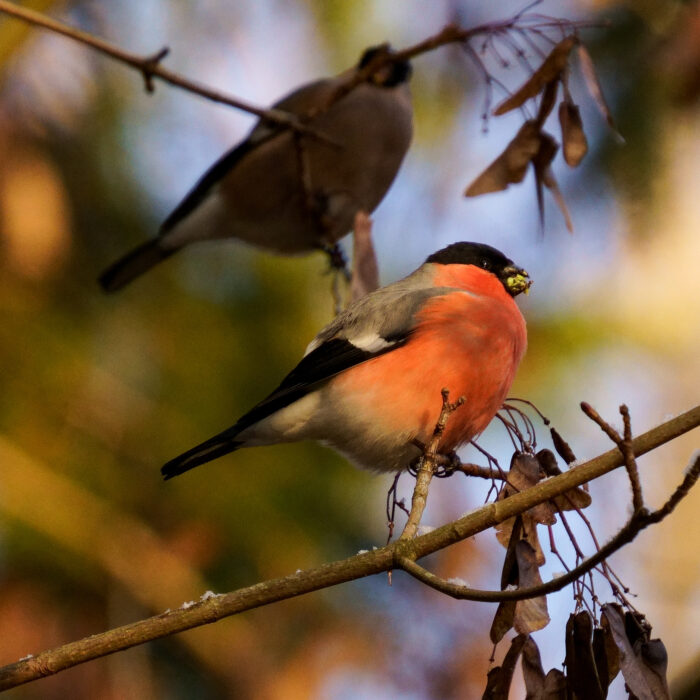 Domherre hane och hona